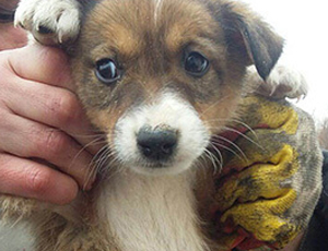 In Tatarstan è stato trovato un cucciolo di cane ermafrodito (FOTO)