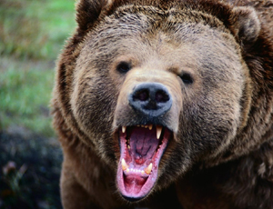 Negli Urali meridionali un orso fantasma ha seminato il panico / Guardie forestali: gli orsi psicopatici sono pericolosi