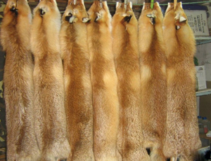 Le pelli degli animali russi saranno esportati in India