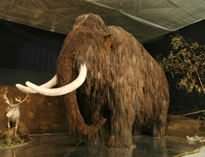 Resti di un mammut trovati in Kirghizistan
