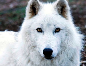 Un montanaro caucasico cattura a mani nude un lupo bianco