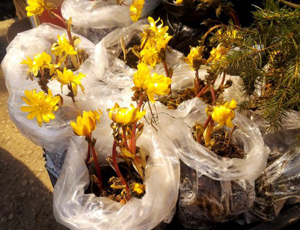 Nei mercati russi si vendono piante protette