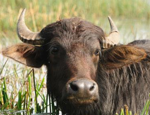 Bufale in Crimea? Non è una bufala! / Gli italiani avviano allevamento di bufale in Crimea