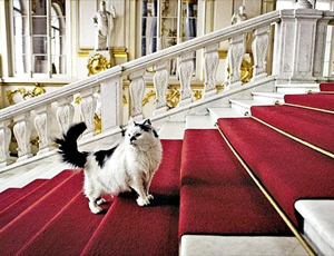 Il famoso Museo dell'Ermitage cerca casa per i suoi leggendari gatti