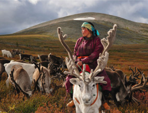 I mongoli vorrebbero importare le renne dalla Russia