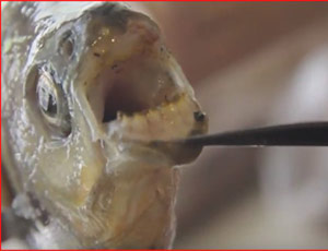 Piranha con denti umani pescato a Tula (Video)