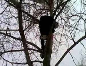 Corpo mummificato di un uomo trovato su un albero / La salma abbracciava il tronco all'altezza di 15 metri