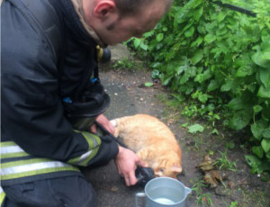 A San Pietroburgo i pompieri rianimao un gatto scampato a un incendio (FOTO)