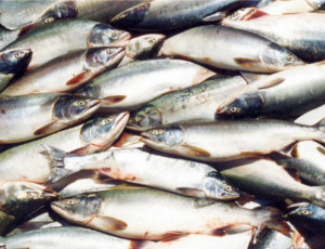 Pescata record di salmone nell'Estremo Oriente russo / Dall'inizio della stagione di pesca le imprese ne hanno pescato più di 25 mila tonnellate