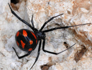 Il Kirghizistan attaccato dalle vedove nere – ragni velenosi