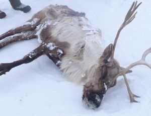 Emergenza antrace in Russia: un bimbo morto, oltre 200 persone trattate / Eccessivo caldo ha causato l'epidemia tra le renne, poi trasmessa agli esseri umani