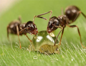 Nuove specie di formiche chiamate in onore dei draghi del «Trono di Spade»