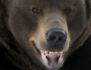 In Kamčatka hanno abbattuto un orso-terrorista