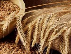 La Russia batte i record d'esportazione di grano / Per la prima volta potrebbe superare l'Unione Europea