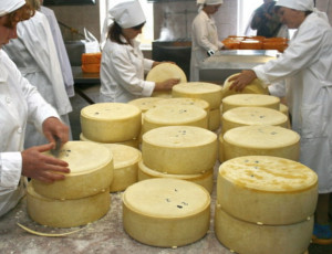 In Bašchiria s'insegnerà ai fattori la produzione del formaggio italiano