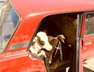 In Siberia rubano un vitello e lo portano in giro in un'autovettura / Con tanto di cinture di sicurezza allacciate alla bestia