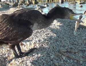 Animalisti buonisti russi…(VIDEO) / …hanno fatto morire d'ingordigia un cormorano ferito