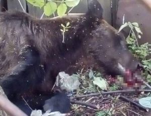 In una scuola in Estremo Oriente russo è stato abbattuto un orso (FOTO) / Il vecchio predatore era malato incurabile e pericoloso per le persone