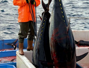 Negli USA pescatore trova genitali maschili nello stomaco di un tonno