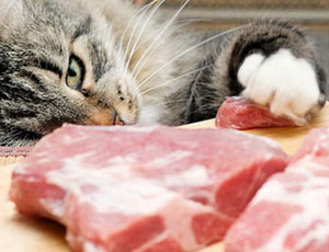 Nello zoo di Vladikavkaz una gatta insolente ruba la carne agli animali feroci