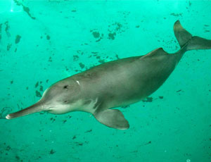 In Cina avvistato un delfino di fiume estinto