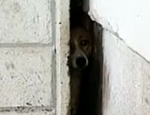 In Estremo Oriente russo soccorritori liberano un cane murato da tre anni (VIDEO)