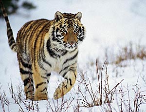 Tigre sazia ma curiosa «ispeziona» un villaggio in Estremo Oriente russo