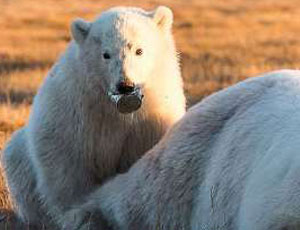 In una riserva naturale della Čukotka un orsetto è stato salvato da una lattina (FOTO)