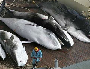 La Russia insiste sull'incremento della caccia alle balene / Nel paese cresce il numero degli indigeni che mangiano carne del cetaceo