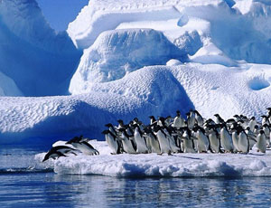 In Antartide verrà creata la più grande riserva marina del mondo