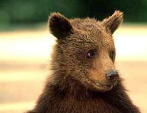 In Estremo Oriente russo si cerca un orso portato al guinzaglio in città (VIDEO)