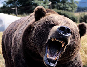 A Soči un orso selvatico uccide una pensionata / L'animale ha aggredito la donna vicino a casa