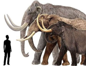 Genetisti siberiani vogliono incrociare l'elefante con il mammut