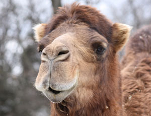 La regione di Perm' ha vietato l'importazione di cammelli dall'Italia