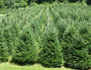 In Russia compariranno piantagioni di alberi di Natale