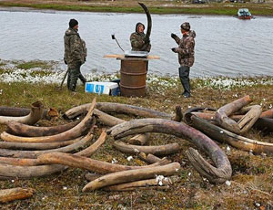 In Jacuzia impazza la «febbre da mammut» / In Russia il mercato nero delle zanne di mammut è stimato in 45 milioni di euro all'anno
