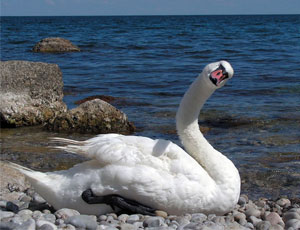 In Crimea muoiono cigni in quantità / Sulla spiaggia di Sebastopoli sono stati trovati i corpi di nove uccelli