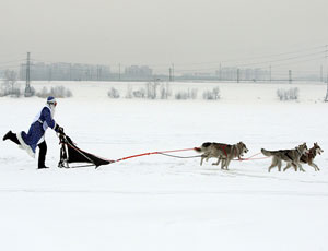 In Siberia si terranno delle gare con i cani da slitta (FOTO)
