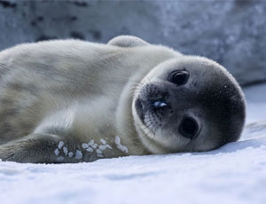 Nell'Estremo oriente russo una piccola foca è stata salvata da un branco di cani randagi