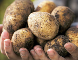 Al posto del petrolio e del gas ci sono le patate / La Russia ha esportato una quantità record di patate