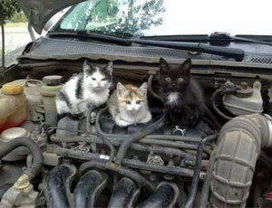 In Udmurtia meccanici «riparano» macchina con un gatto nel cofano