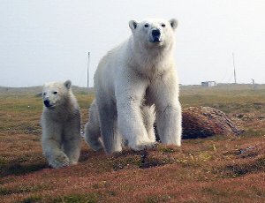 Nella penisola dei Čukči orsi bianchi allestiscono un luna park