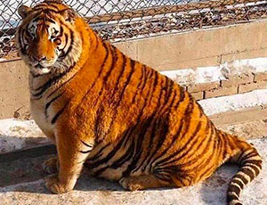 Il sovrappeso trasforma le tigri dell'Amur in grassi gattoni domestici (FOTO)