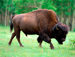 In Jacuzia verranno messi in libertà i bisonti delle foreste