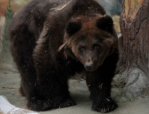 Negli Urali per il secondo anno consecutivo gli orsi si risvegliano troppo presto (FOTO)