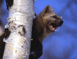 Scienziati siberiani dopo le volpi vogliono addomesticare gli zibellini