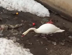 A Kazan' un cigno ripulisce il lago dalla spazzatura (VIDEO)