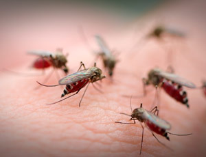 Il Sud della Russia verrà disinfestato dalle zanzare / ... per evitare epidemie della febbre Zika