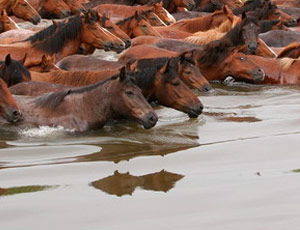 In Siberia tirata fuori da un fiume una mandria di cavalli morti