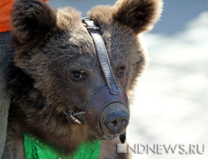 A un abitante degli Urali è stato proibito di portare un orso al guinzaglio